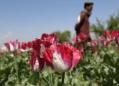UN Reports Increase in Afghan Opium Poppy Cultivation Area