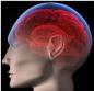 Differences in Brain Function May Increase Addiction Risk