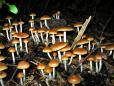 How 'magic mushroom' chemical could free the mind of depression, addictions