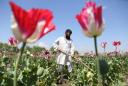 Opium Cultivation in Afghanistan Hits Record