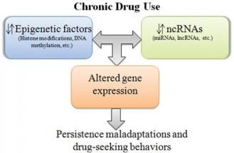 Epigenetics of drug abuse: predisposition or response